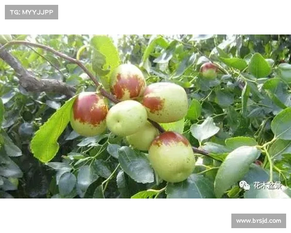 如何种植高地红石榴提升果实丰收技巧与养护方法全解析 如何种植高地红石榴提升果实丰收技巧与养护方法全解析